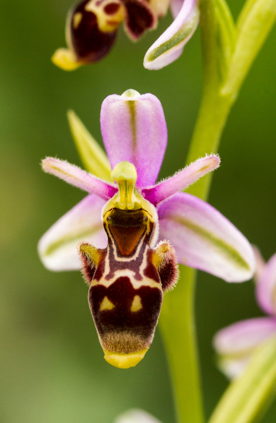 Bee Orchid