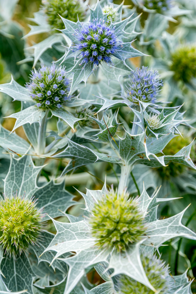 Sea Holly