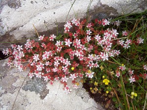 English Stonecrop-298-300w