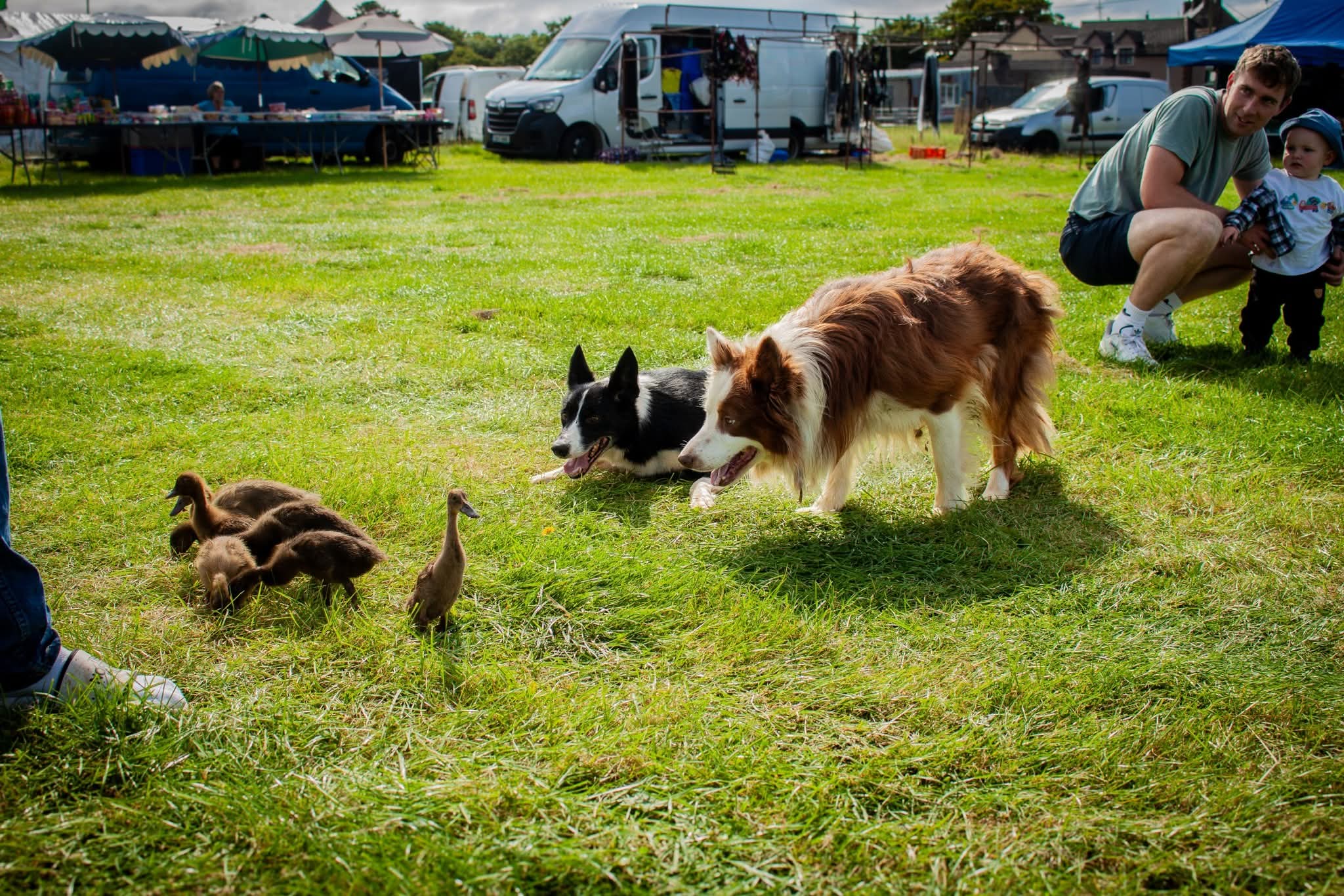 Sheepdogs