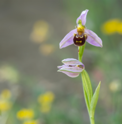 Tile_Beeorchid2