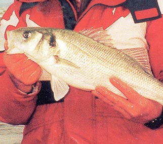 fishing-featured-image01