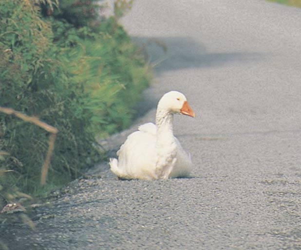 guidebooks-featured-image01